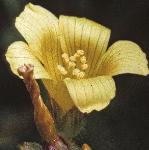 pmarshflo1saintjohnswort