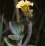 pmarshflo2saintjohnswort