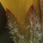 pmarshflo3saintjohnswort