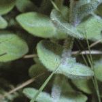 pmarshfol1saintjohnswort