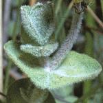 pmarshfol2saintjohnswort