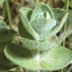 pmarshfol3saintjohnswort