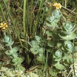 pmarshfor1saintjohnswort