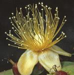ptutsanflo