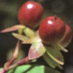 ptutsanfru3