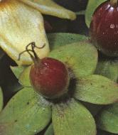 tutsanseedpod1