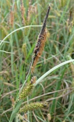 glaucousfflossedgebritishflora