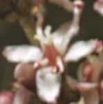 ptamariskflo1