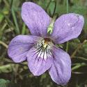 fcommonflodogviolet