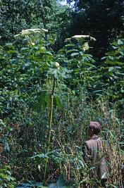 fgiantgar2hogweed1
