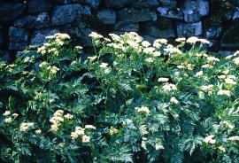 fsweetgar1cicely1
