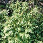 pburfor1chervil