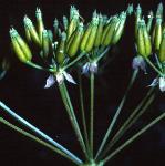 pcowfruparsley