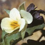 pfieldflo2pansy