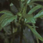 pfieldfol1pansy