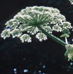 pgiantflo1hogweed
