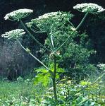 pgiantflos1hogweed