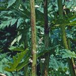 pgiantfol1hogweed