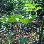 pgiantfol2hogweed