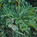 pgiantfol3hogweed