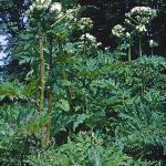 pgiantfor1hogweed