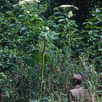 pgiantfor2hogweed