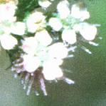 pknottedfloburparsley
