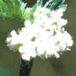 pknottedflosburparsley