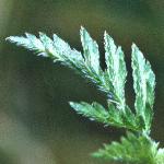 pknottedfol2burparsley