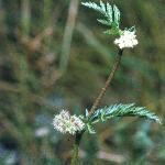 pknottedforburparsley