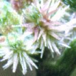 pknottedfru1burparsley