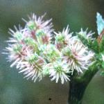 pknottedfru2burparsley