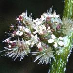 pknottedfru3burparsley