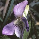 ppaleflo2heathviolet