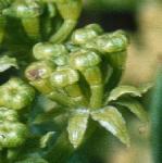 prockflobudcsamphire