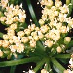 prockflobudosamphire