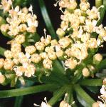 prockflo1samphire