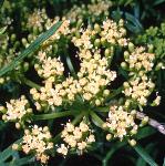 prockflossamphire