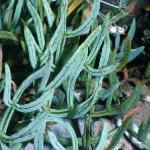 prockfol3samphire