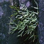 prockfor1samphire