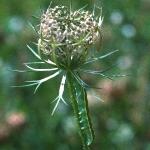 pwildfru1carrotwithbroommothlarva