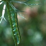 pwildfru2carrotwithbroommothlarva