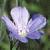 fperennialcfloflax