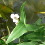 parrowfol2headBritishflora