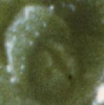 pcommonflofemalewaterstarwort