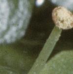 pcommonflomalewaterstarwort