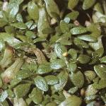 pcommonfolwaterstarwort