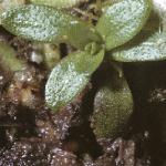 pcommonfol1waterstarwort