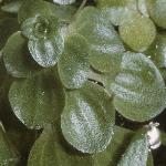 pcommonfor1waterstarwort