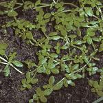 pcommonfor2waterstarwort